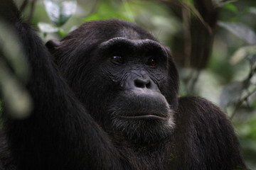 Schimpanse in Afrika - Portrait