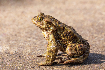 Common toad (Bufo bufo)