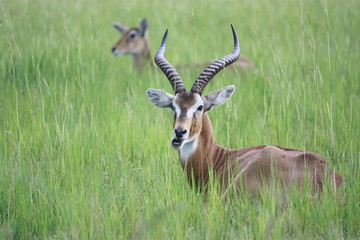 Antilope in Afrika - Kauend