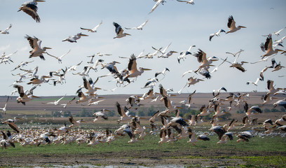 Ak pelikan » Pelecanus onocrotalus » Great White Pelican