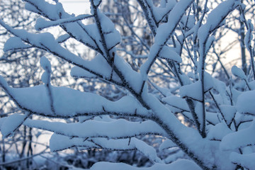 Snow-covered tree branches close-up