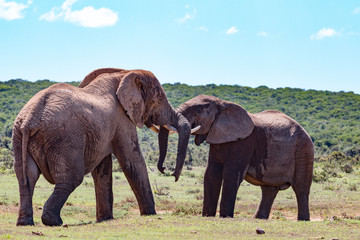 Naklejka na ściany i meble Zwei kämpfende Elefanten im Addo Nationalpark in Südafrika