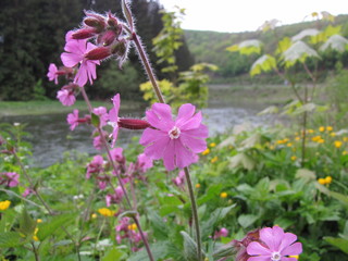 blooming herbs and flowers next to river the semois in bohan, in the flemish ardennes in spring