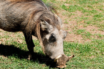Naklejka na ściany i meble Warzenschwein im Addo Nationalpark in Südafrika