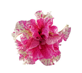 Terry petunia flower closeup isolated on white