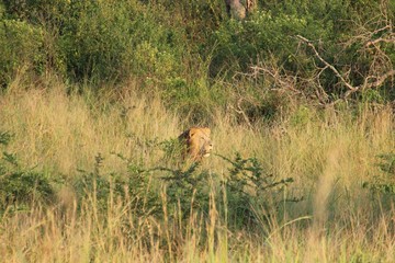 Löwe im Gebüsch - Afrika