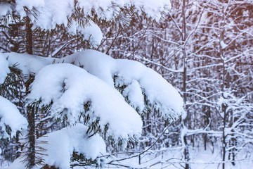 Snow tree foreground