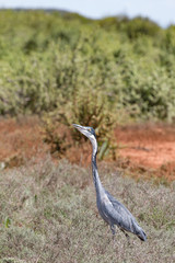 Graureiher im Addo Nationalpark in Südafrika