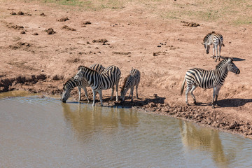 Fototapeta na wymiar trinkende Zebras an einer Wasserstelle im Addo Nationalpark in Südafrika