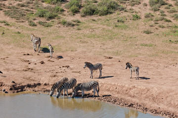 trinkende Zebras an einer Wasserstelle im Addo Nationalpark in Südafrika