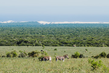 Zebraherde im Addo Nationalpark in Südafrika
