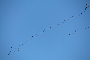 Flock of flying wild Greater white-fronted geese (Anser albifrons) against blue sky. Autumn bird migration, Belarus