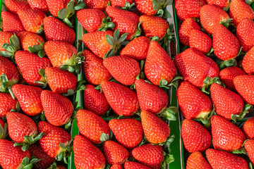 Fresh strawberries  from farm direct to outdoor market 