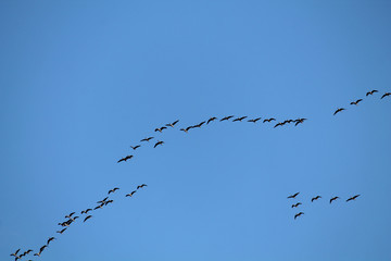 Flock of flying wild Greater white-fronted geese (Anser albifrons) against blue sky. Autumn bird migration, Belarus