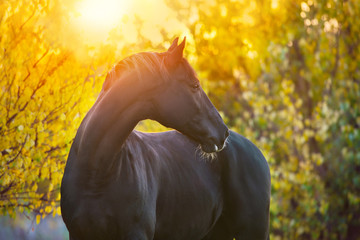 Fototapeta premium Black horse portrait in autumn landscape at sunset