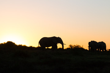 Fototapeta na wymiar Silhouette einer Elefantenfamilie im Addo Nationalpark in Südafrika