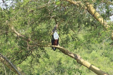 Seeadler in Afrika