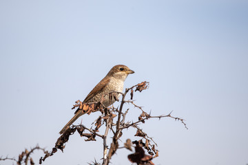 Kızılsırtlı örümcekkuşu » Red-backed Shrike » Lanius collurio
