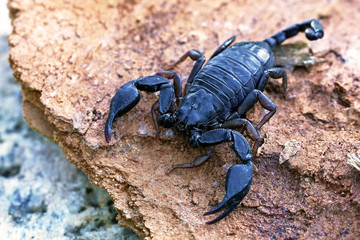 Small wood-scorpions (Euscorpius italicus)
