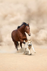 Horse run with dog in desert dust
