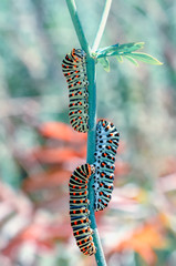 Сaterpillar of swallowtail - Stock Image