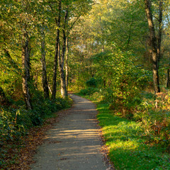 Waldweg im sanften Morgenlicht. Standort: Deutschland, Nordrhein-Westfalen, Hoxfeld