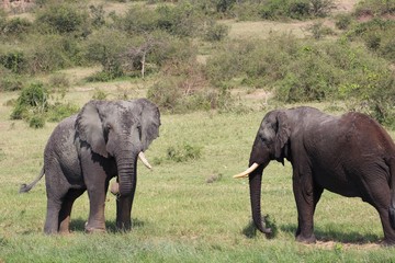 Elefanten Herde in Afrika Uganda - Elefantenbaby