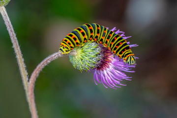 Сaterpillar of swallowtail - Stock Image