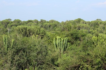 Kakteenlandschaft in Uganda Afrika - Grün