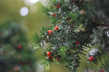 red berries on a christmas tree