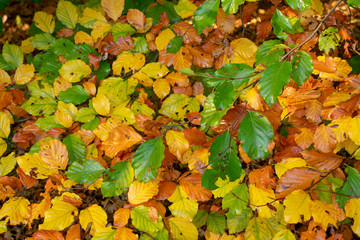 Geäst mit Blättern in Herbstfarben. Standort: Deutschland, Nordrhein-Westfalen, Hoxfeld