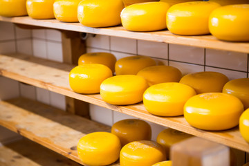 Dutch cheese factory