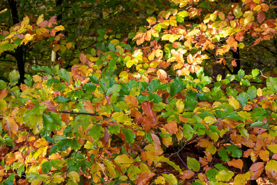 Äste mit Blättern in Herbstfarben. Standort: Deutschland, Nordrhein-Westfalen, Hoxfeld