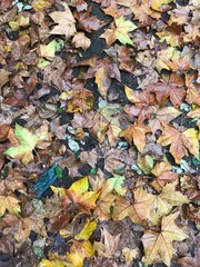 autumn leaves on the ground