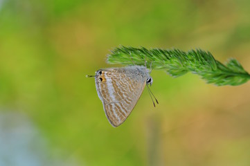 Butterfly on flowers , 