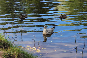 Fototapeta premium duck in water