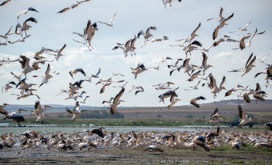 Ak pelikan » Pelecanus onocrotalus » Great White Pelican