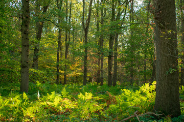 Wald in prächtigen Farben mit Farnen der den Boden bedeckt. Standort: Deutschland, Nordrhein-Westfalen