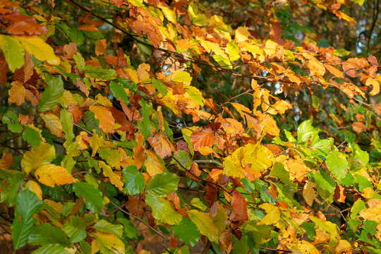 Bäume Äste mit Blättern in Herbstfarben. Standort: Deutschland, Nordrhein-Westfalen