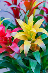 colorful blooming bromeliad flowers indoors, soft focus