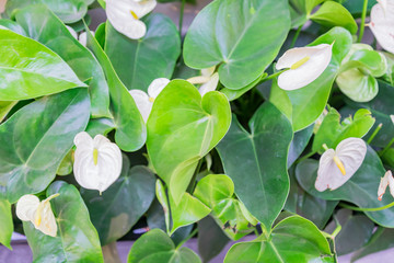 Spathiphyllum green foliage background. Top view of white flowers and green leaves