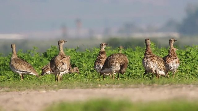 Little bustard in the wheat field