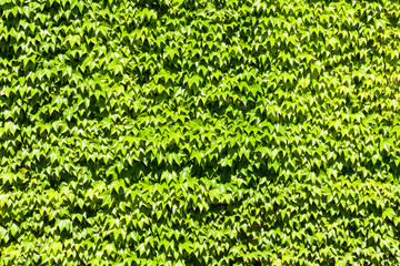 Green ivy wall background.