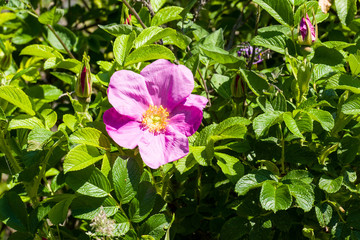 Pink flower of the rosa rugosa rose.