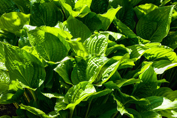 Green hosta leaves background.