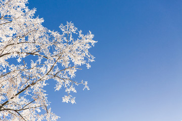 White snowy branches of the tree in the winter forest on blue sky background