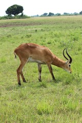 Antilope in Afrika