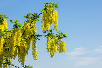 Branches with Golden chain flowers on Laburnum tree in spring sunshine.