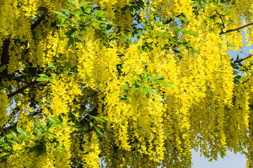Golden chain flowers on Laburnum tree in spring sunshine.