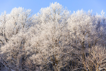 Snowy trees in winter forest on blue sky background. Beautiful winter landscape